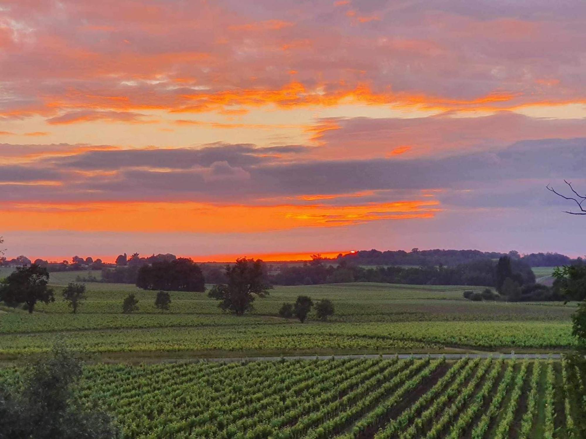 Chateau Fleur De Roques - Puisseguin Saint Emilion Eksteriør bilde